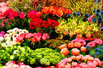 Flowers Download Jigsaw Puzzle