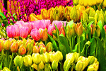 Flowers  Download Jigsaw Puzzle