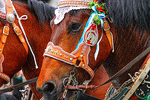 Horses Download Jigsaw Puzzle