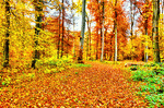 Forest Path Download Jigsaw Puzzle