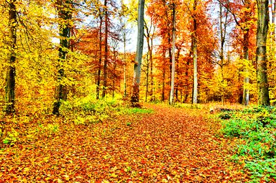 Forest Path Download Jigsaw Puzzle