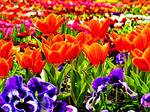 Tulips Download Jigsaw Puzzle