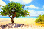 Beach Tree Download Jigsaw Puzzle