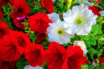 Flowers Download Jigsaw Puzzle