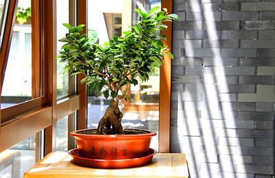 Bonsai Tree Download Jigsaw Puzzle