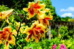 Flowers Download Jigsaw Puzzle