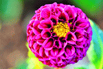 Dahlia Download Jigsaw Puzzle