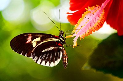 Butterfly Download Jigsaw Puzzle