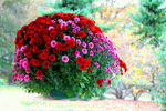 Flowers Download Jigsaw Puzzle