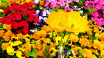 Flowers Download Jigsaw Puzzle