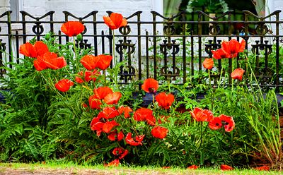 Poppies Download Jigsaw Puzzle