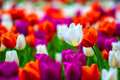 Tulips Download Jigsaw Puzzle