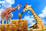 Giraffe Download Jigsaw Puzzle