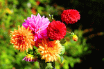 Flowers Download Jigsaw Puzzle