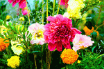 Flowers Download Jigsaw Puzzle