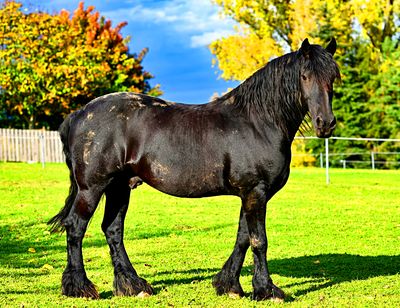 Horse Download Jigsaw Puzzle