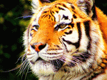 Tiger Download Jigsaw Puzzle