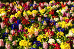 Flowers Download Jigsaw Puzzle