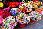 Flowers Download Jigsaw Puzzle