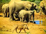 Elephants Download Jigsaw Puzzle