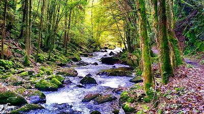 River, Germany Download Jigsaw Puzzle