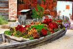 Flowers Download Jigsaw Puzzle