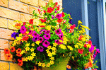 Flowers Download Jigsaw Puzzle