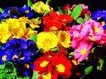 Flowers Download Jigsaw Puzzle