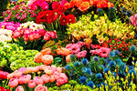 Flowers Download Jigsaw Puzzle