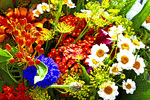 Flowers Download Jigsaw Puzzle