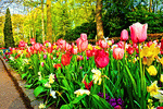 Tulips Download Jigsaw Puzzle