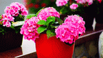 Flowers Download Jigsaw Puzzle