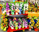 Flowers Download Jigsaw Puzzle