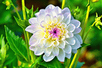 Dahlia Download Jigsaw Puzzle