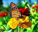 Butterfly Download Jigsaw Puzzle