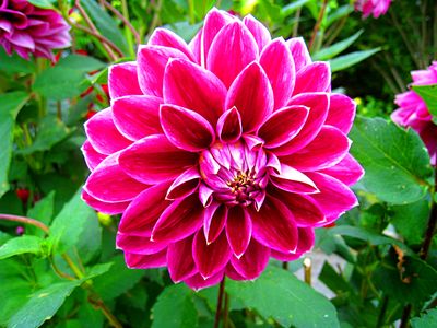 Dahlia Download Jigsaw Puzzle