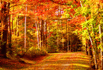 Autumn Road Download Jigsaw Puzzle