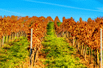 Vineyard, Austria Download Jigsaw Puzzle