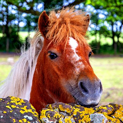 Pony Download Jigsaw Puzzle