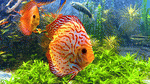 Aquarium Download Jigsaw Puzzle