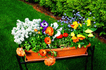 Flowers Download Jigsaw Puzzle