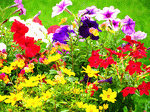 Flowers Download Jigsaw Puzzle