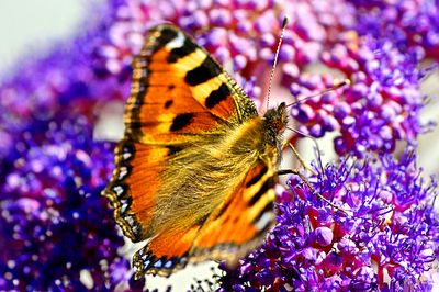 Butterfly Download Jigsaw Puzzle