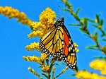 Butterfly Download Jigsaw Puzzle