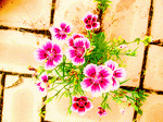 Flowers Download Jigsaw Puzzle