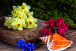 Flowers Download Jigsaw Puzzle