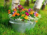 Flowers Download Jigsaw Puzzle