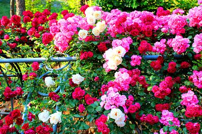 Flowers Download Jigsaw Puzzle