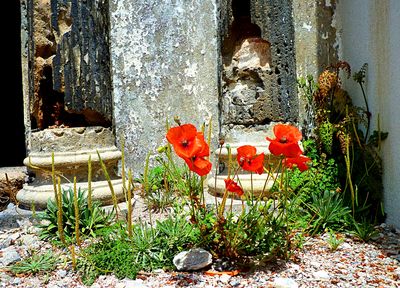 Flowers Download Jigsaw Puzzle