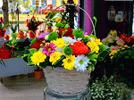 Flowers Download Jigsaw Puzzle